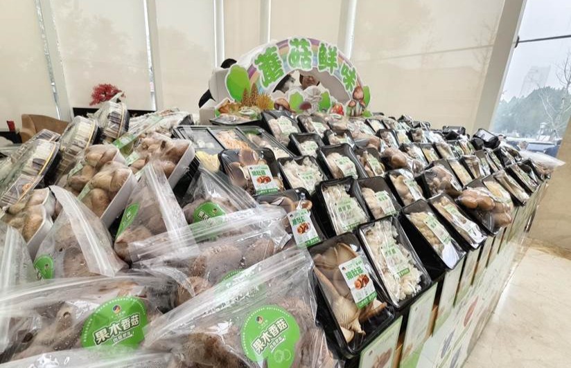 باستخدام الفطر كوسيط، نجح منتدى الصناعة الدولي هذا في تكوين رابطة مرة أخرى مع زيبو 03.jpeg